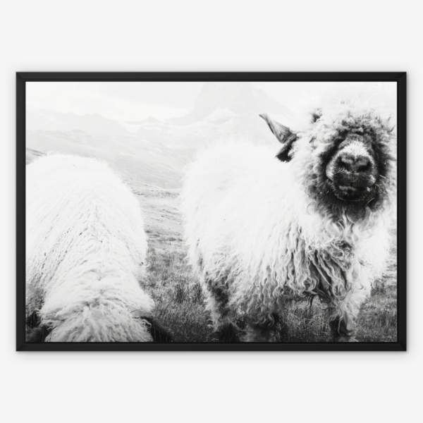 Blacknose Sheep Wall Art